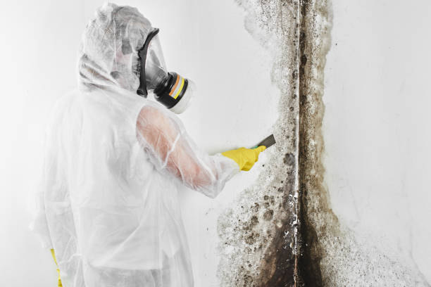 Best Emergency Mold Remediation in Hallsville, MO