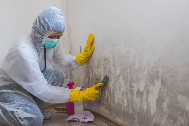 Best Crawl Space Mold Remediation in Hallsville, MO