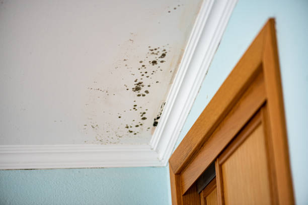 Best Basement Mold Remediation in Hallsville, MO