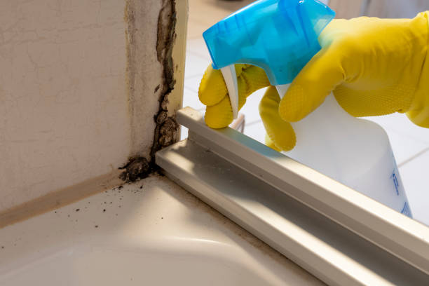 Hallsville, MO Mold Removal Pros